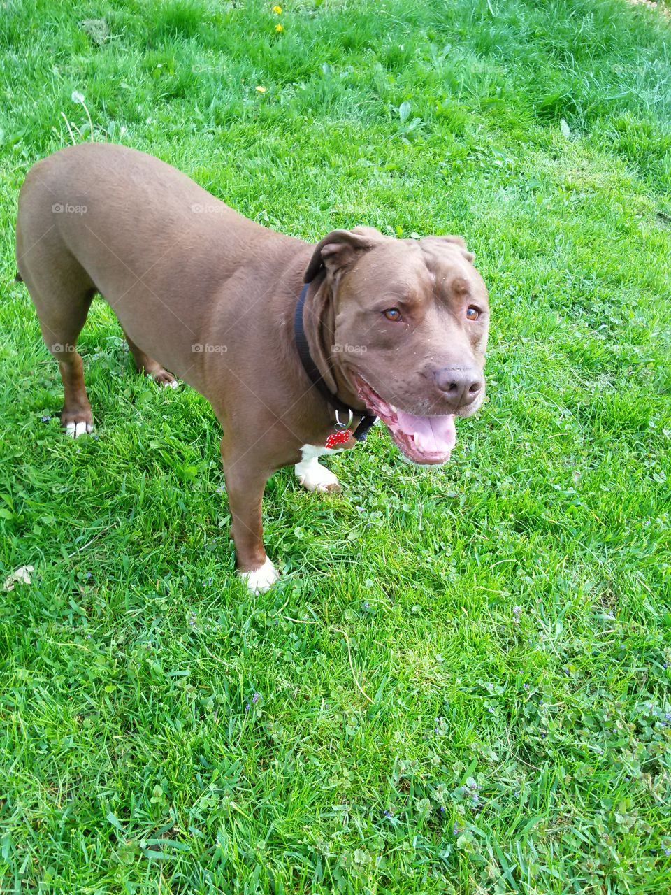 my dog. my rescue dog, Remy