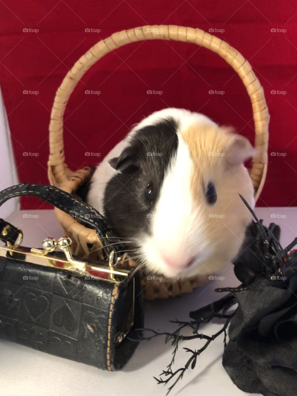 Diva guinea pig