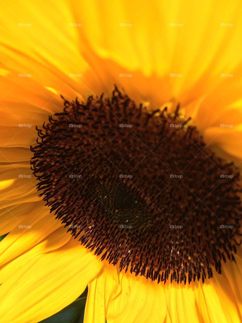 Sunflowers are big huge yellow flowers that feed birds its seeds! That's fabulous 🌻