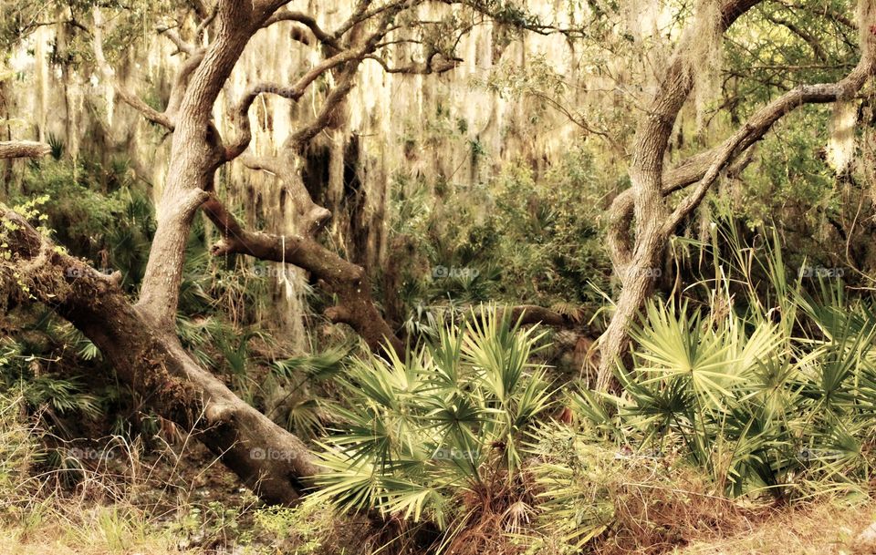 View of spanish moss on branch