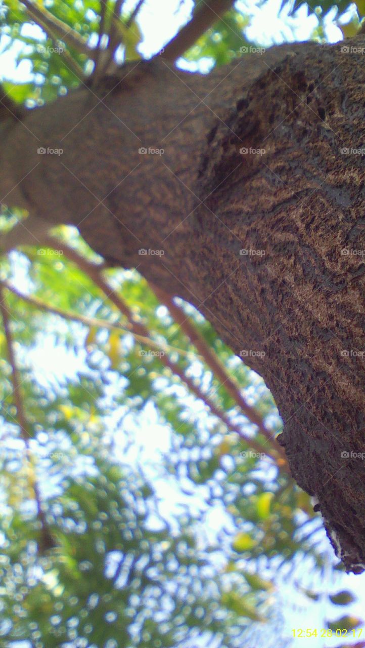 An unimagined view of the stem of a tree with close focused