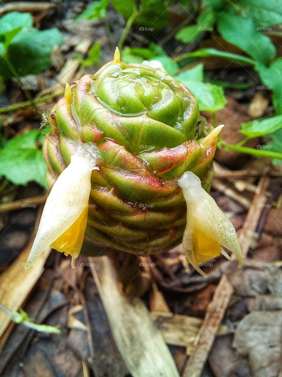 Zingiber zerumbet is a type of spice that has medicinal properties