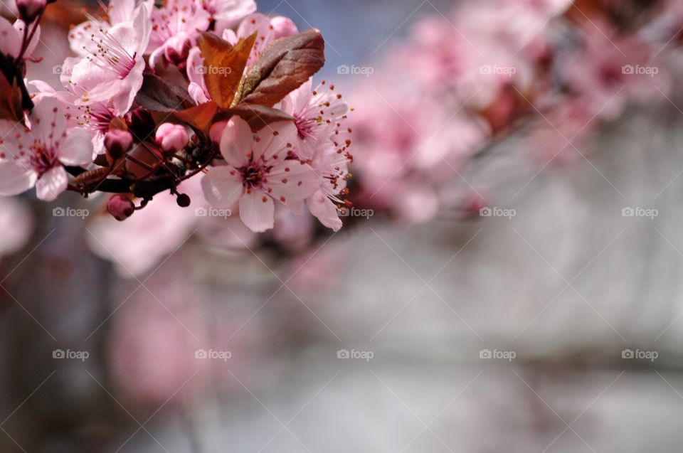 Flower, Cherry, Nature, No Person, Flora