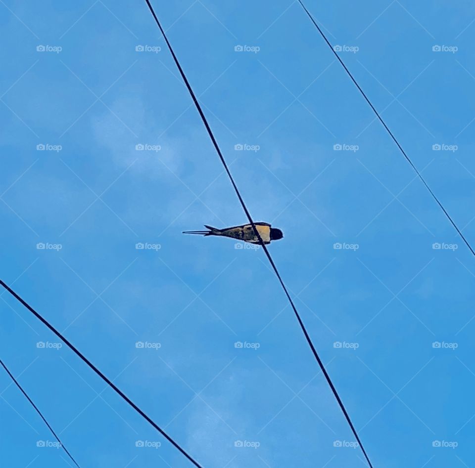 Bird staying in the cables beautiful blue amazing sky