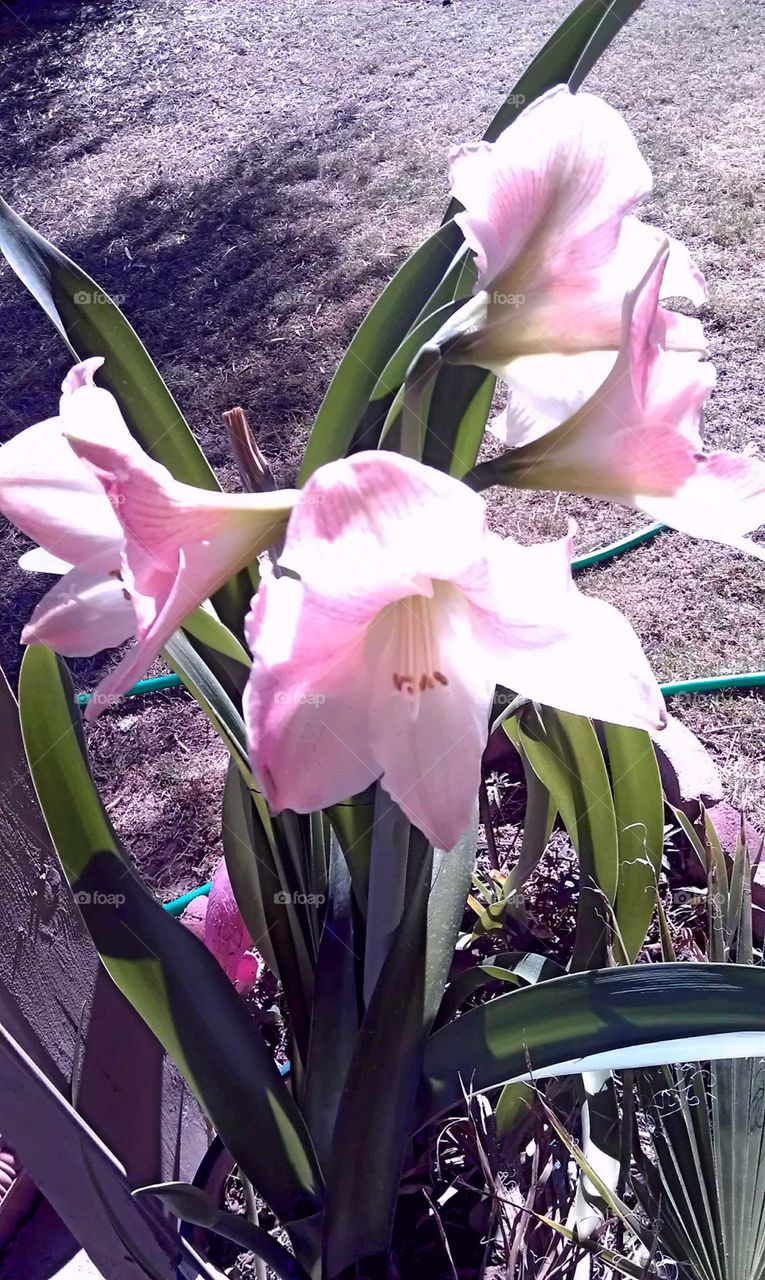 Pink Easter Lily with four  flowers