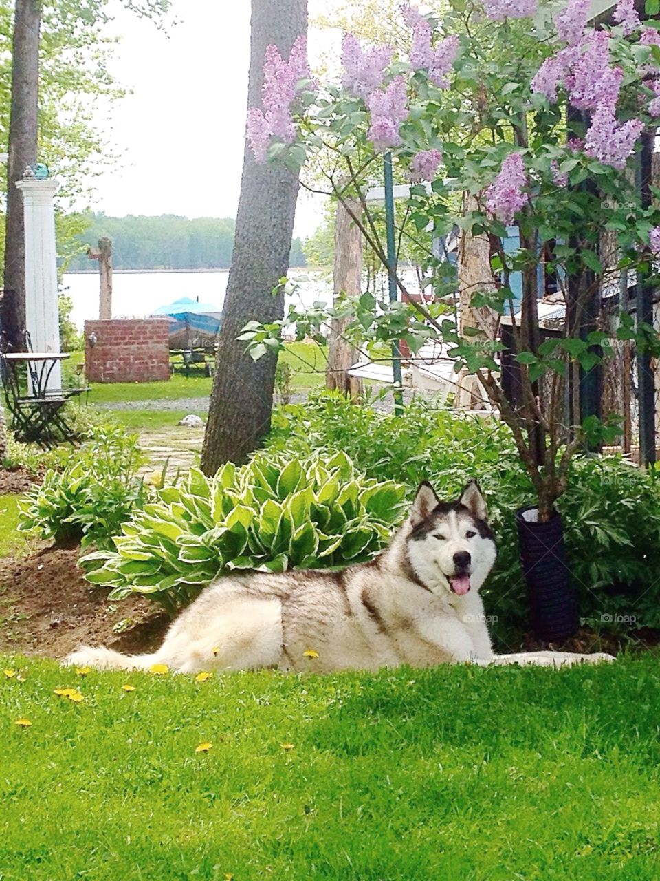 Incredible Husky Dogs