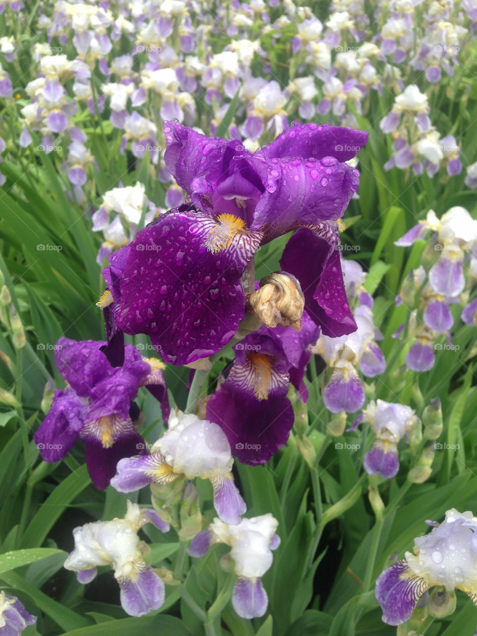 Purple flowers 