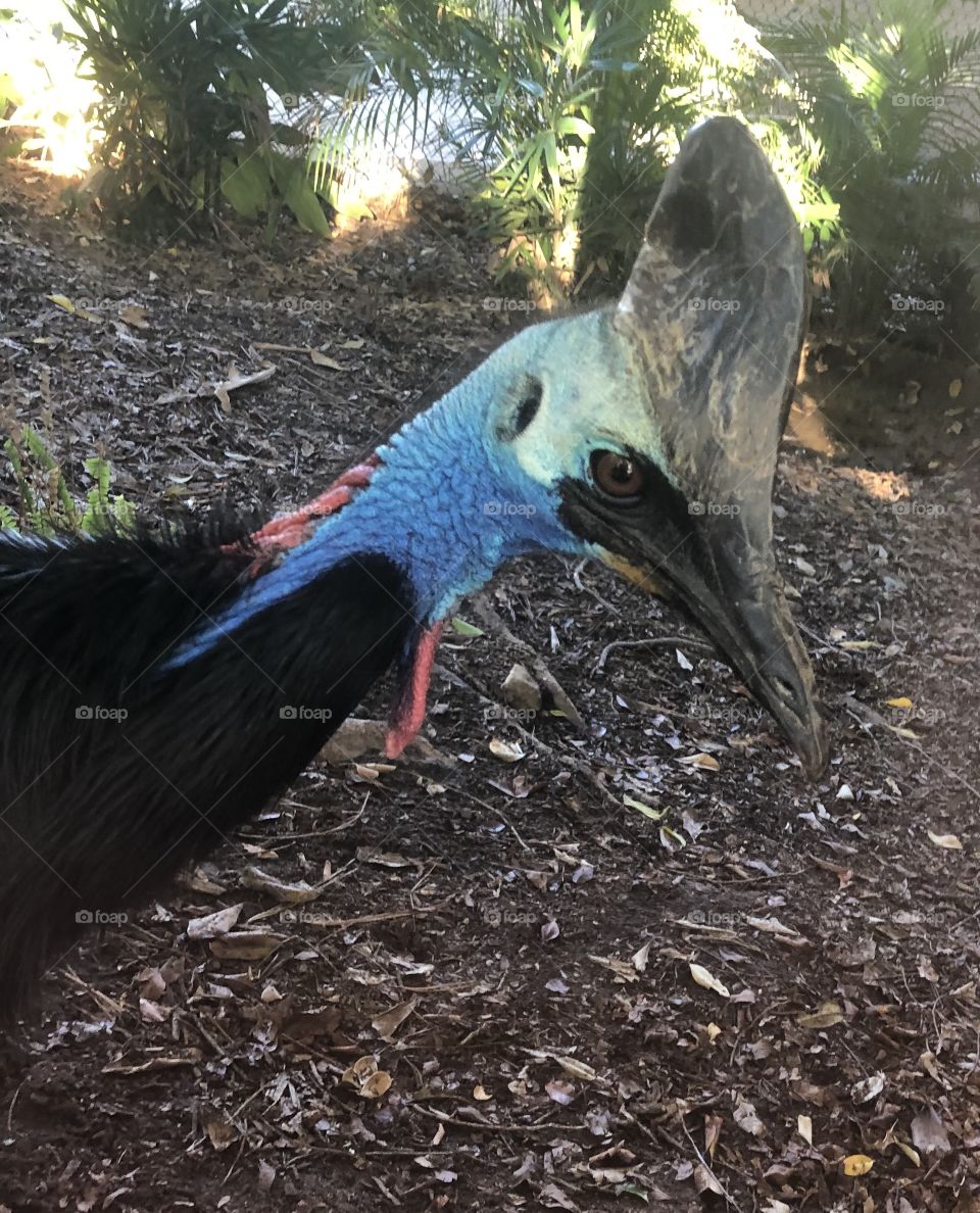 Cassowary 