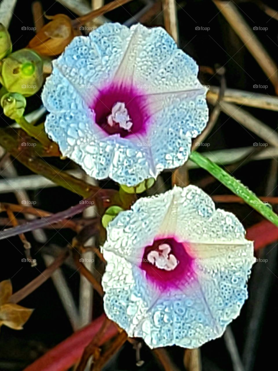 Wildflowers in back yard.