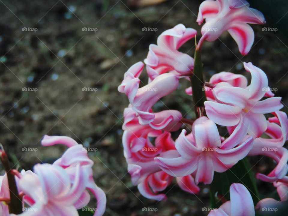 A beautiful pink flower 
