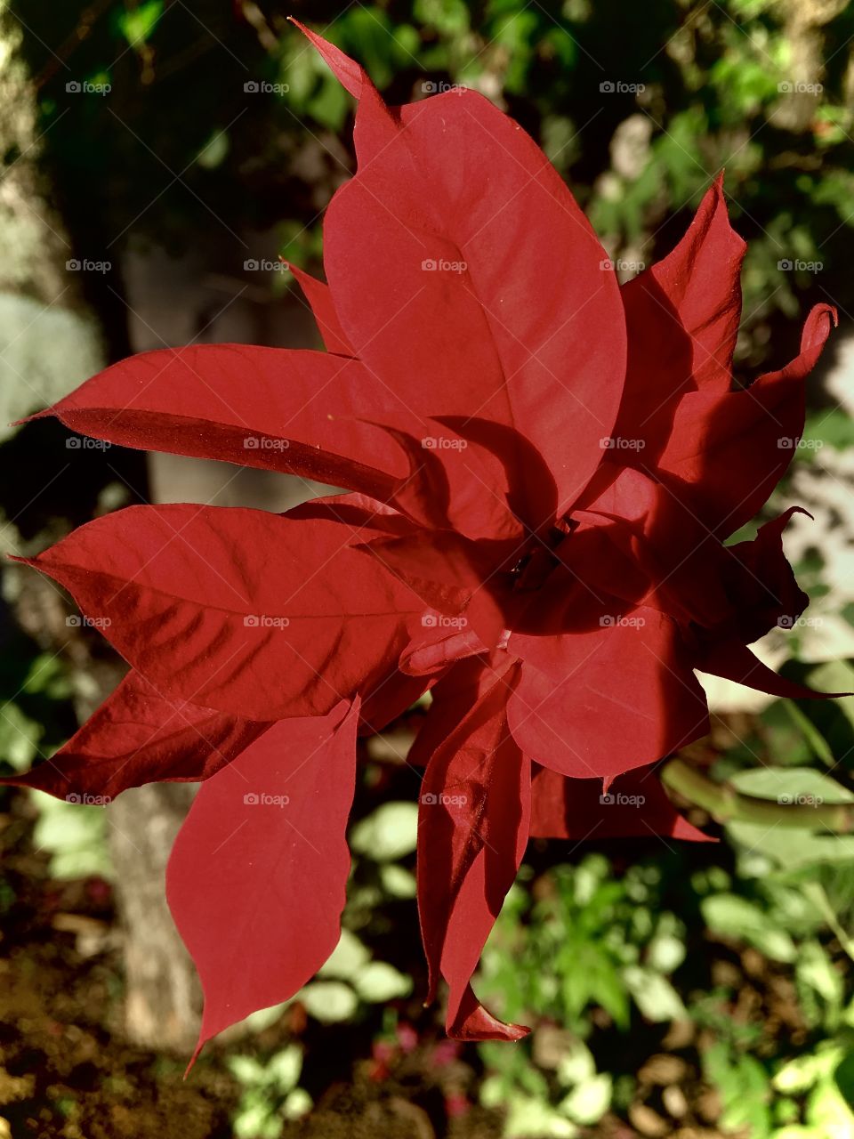 🌺Fim de #cooper!
Suado, cansado e feliz, alongando e curtindo a beleza das #flores do #jardim.
🏁
#corrida #treino #flor #flower #flowers #pétalas #pétala #jardinagem #garden #flora #run #running #esporte #alongamento 