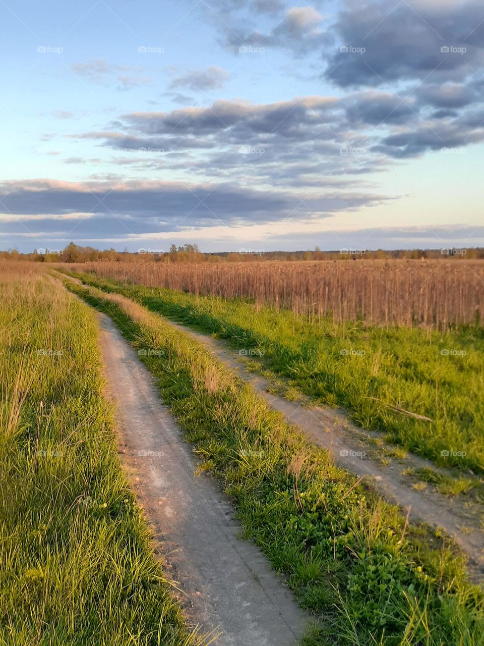 Ukrainian field and dirt road at sunset