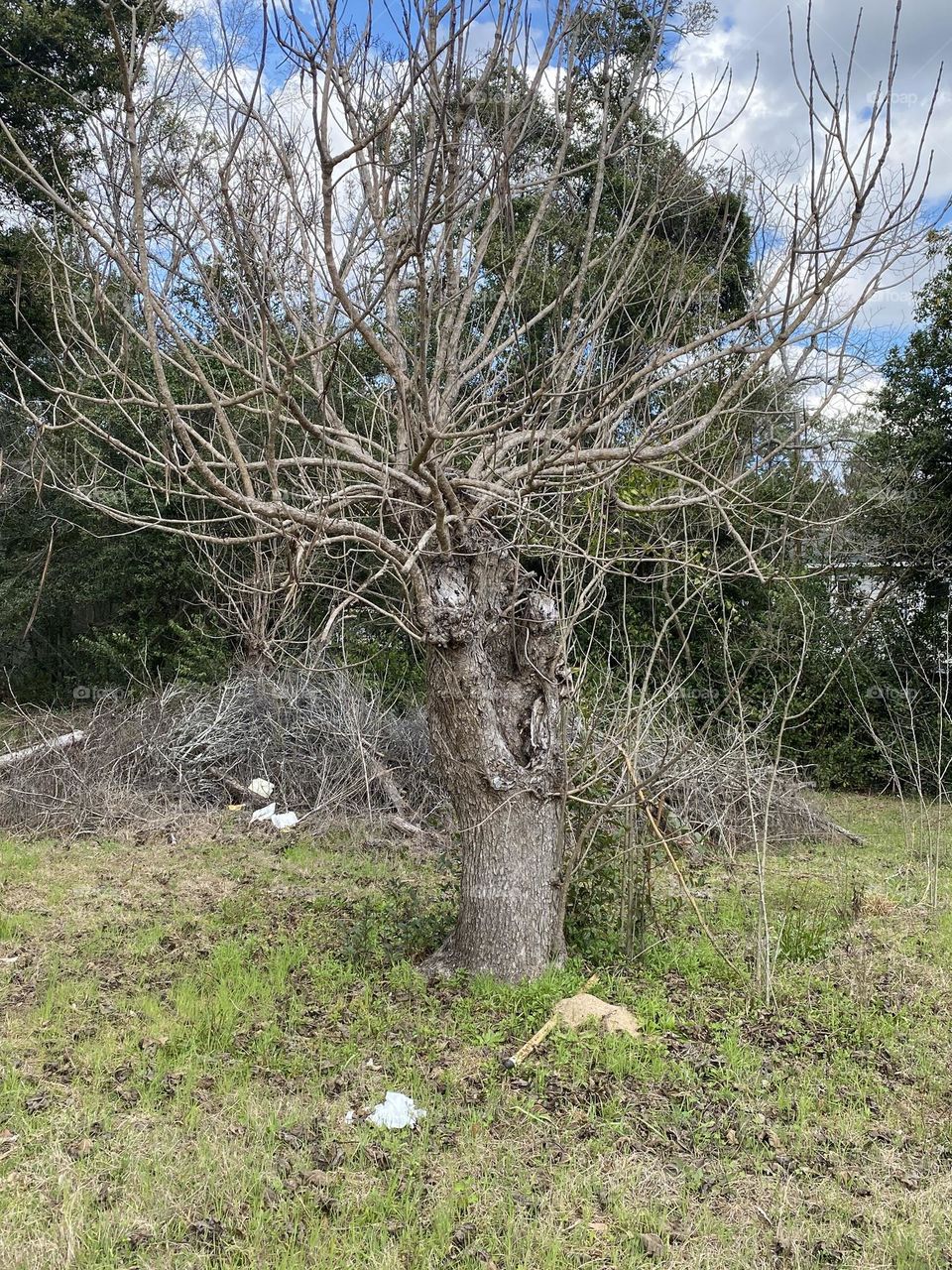 A strange looking tree 