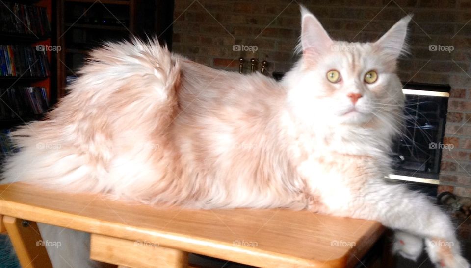 Falcon. Chillin too !!