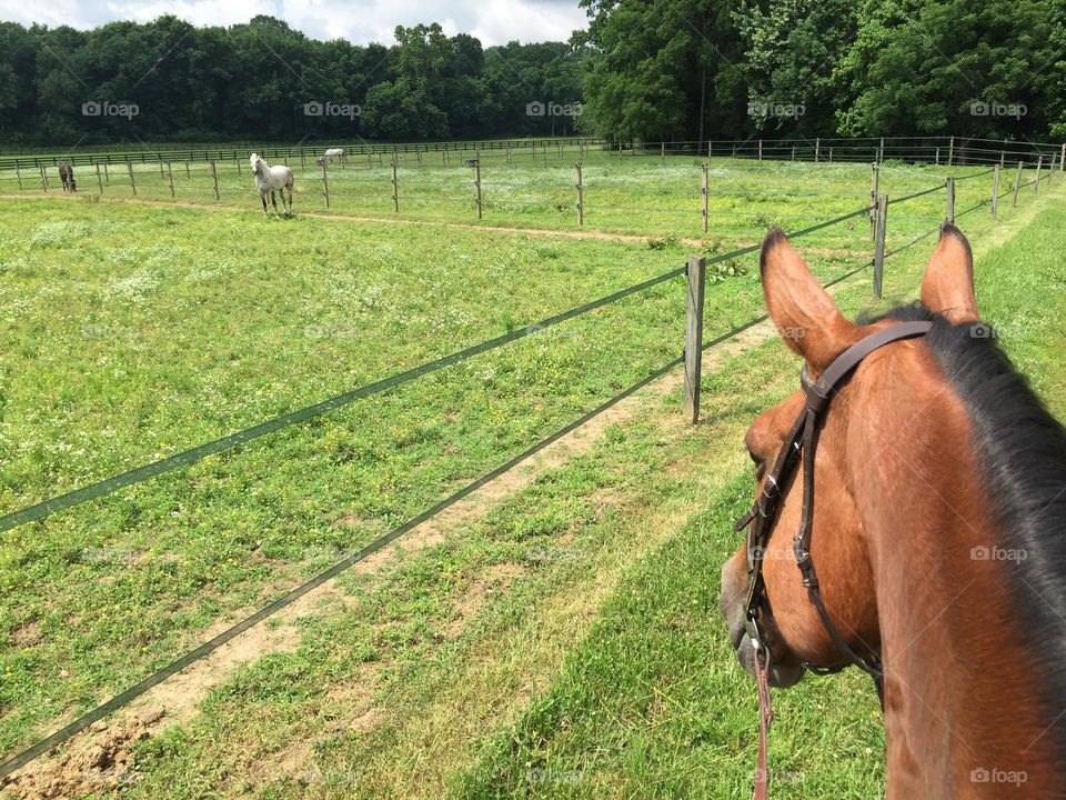 Horseback riding on a beautiful June day and stopping to say hello to the pony in his paddock