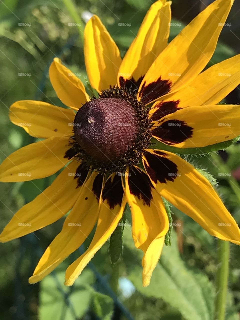 Close up of  a variety of Yellow black eyed Susan’s in  organic garden 