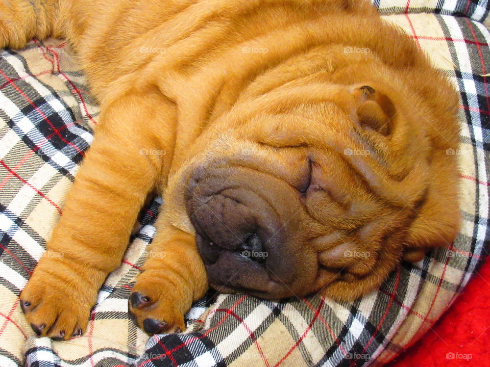 chubby sharpei