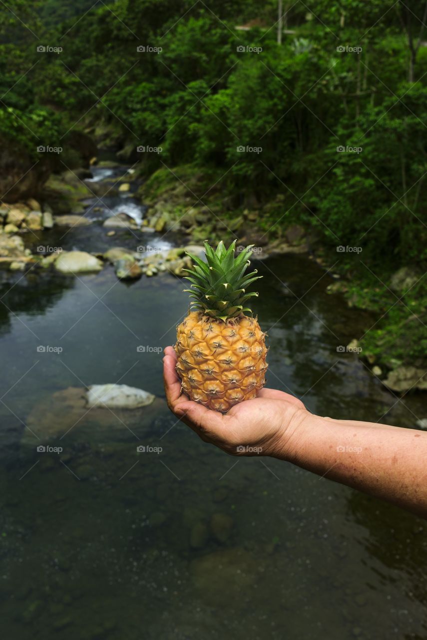 Pineapple raised in hands on a river bottom