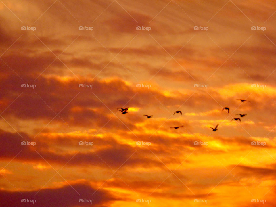 Ducks flying at sunset