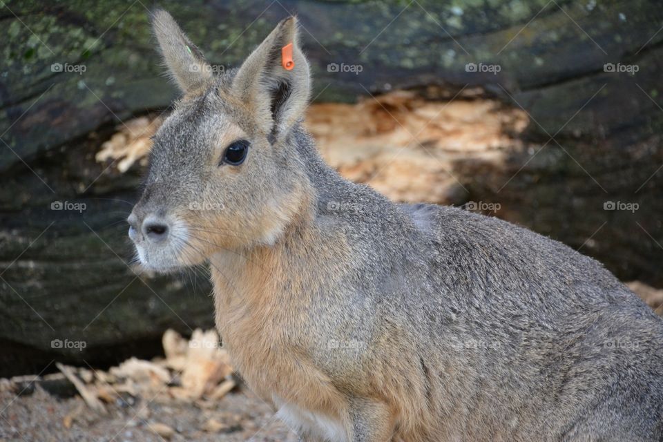 Capybara in profile 