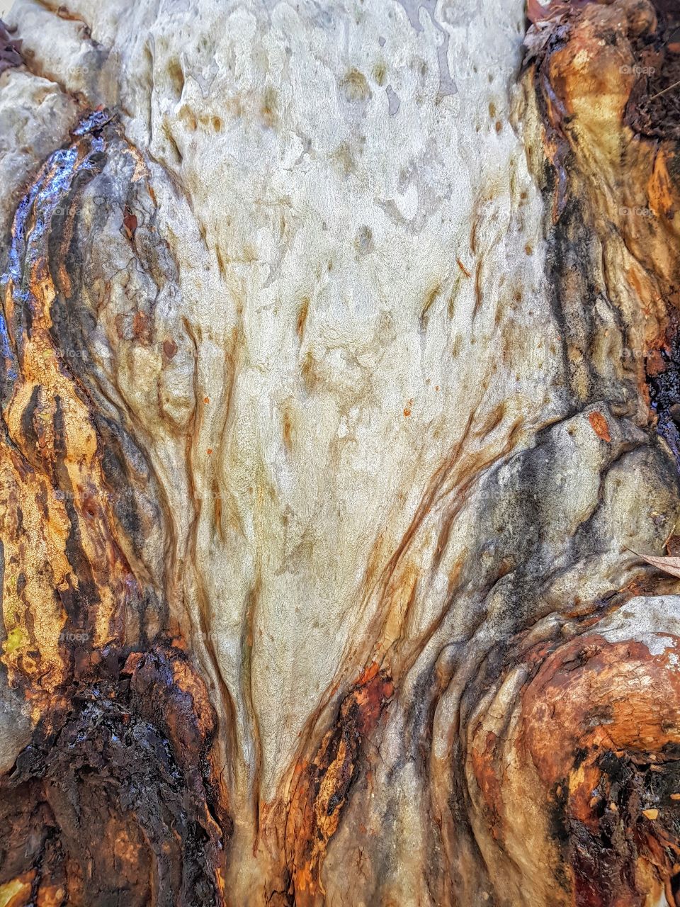 grey gum abstract