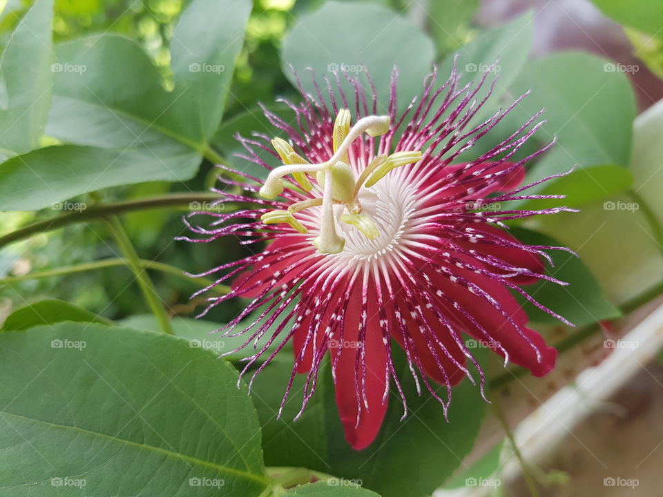 Passion fruit flower