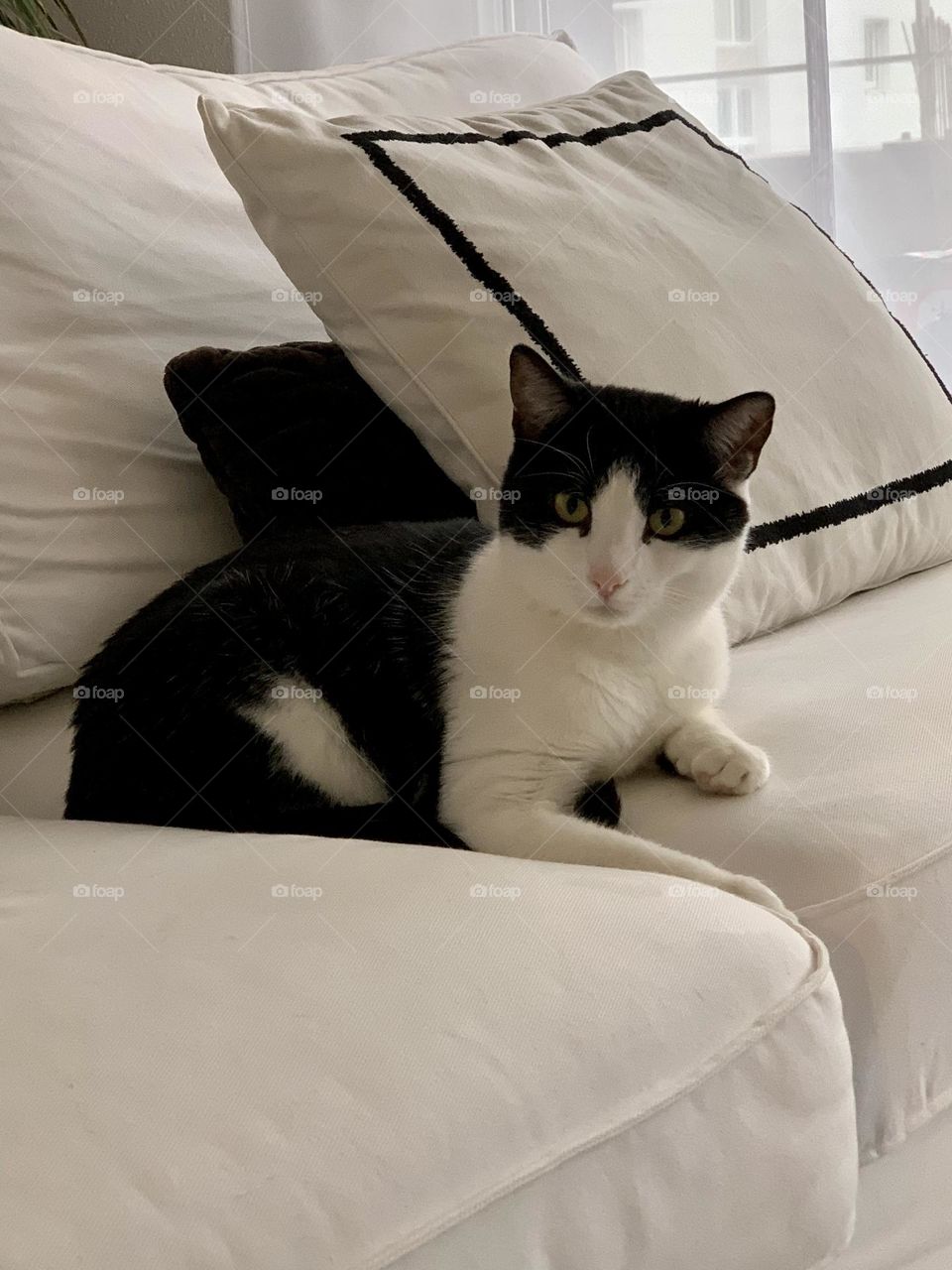 Black and white tuxedo European domestic sitting on white sofa with black and white cushions in the background looking at something with curiosity