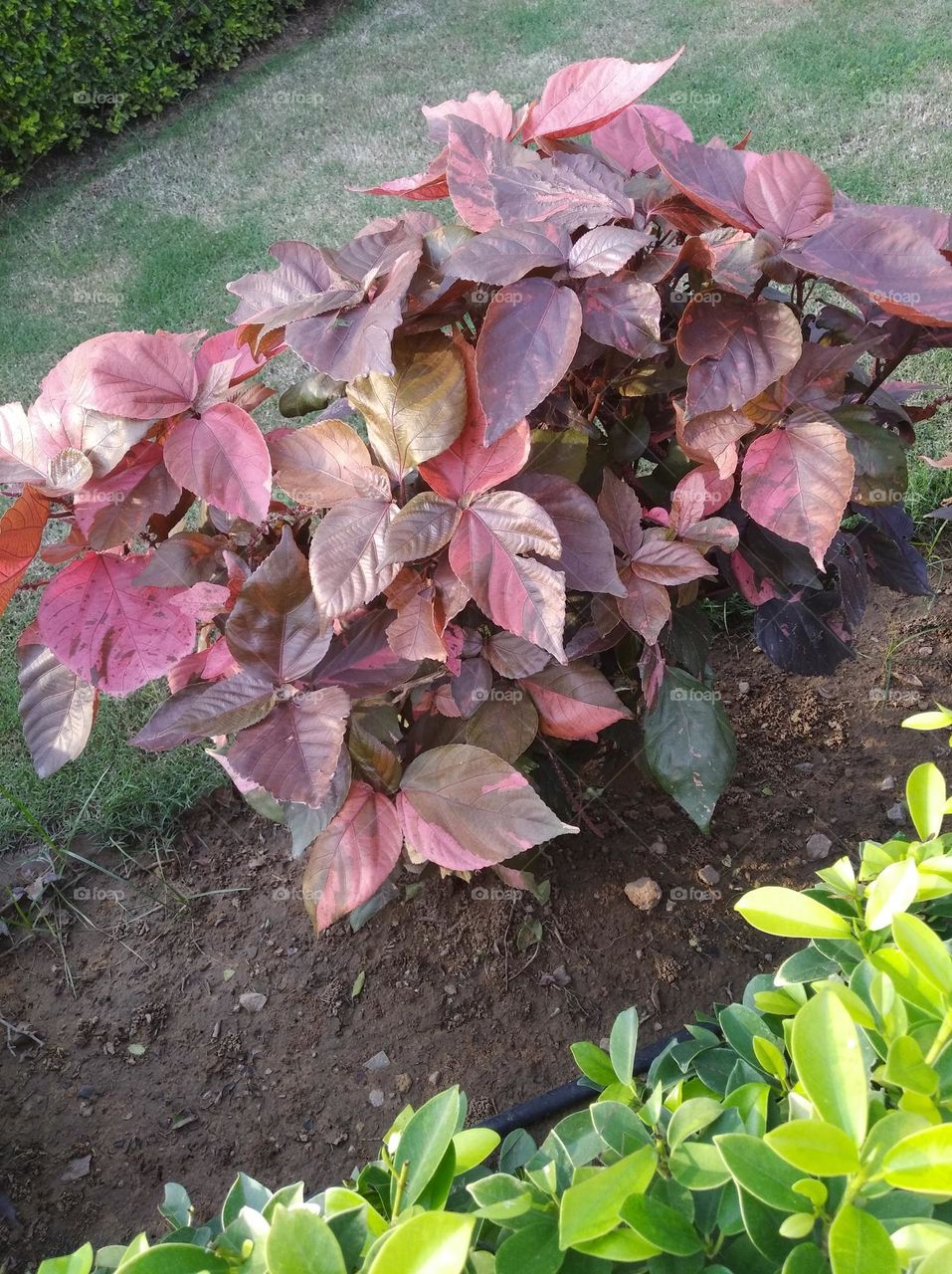 brown leaves small size shurb looks very beautiful generally found everywhere seasonal fresh