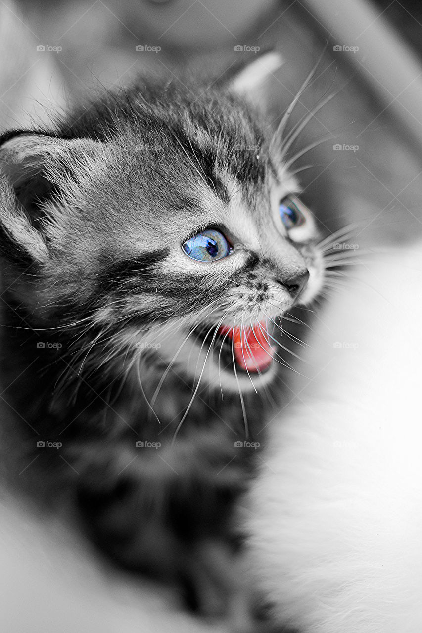 A small street kitten in gray with funny eyes