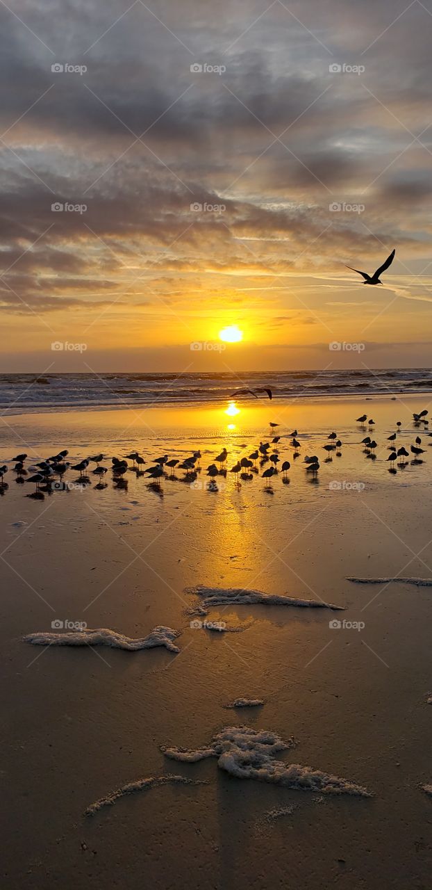 Florida beach sunrise with birds