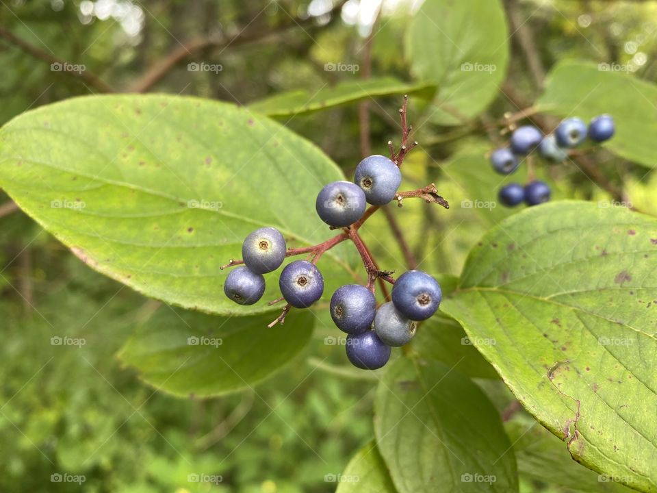 Berries in the forest 