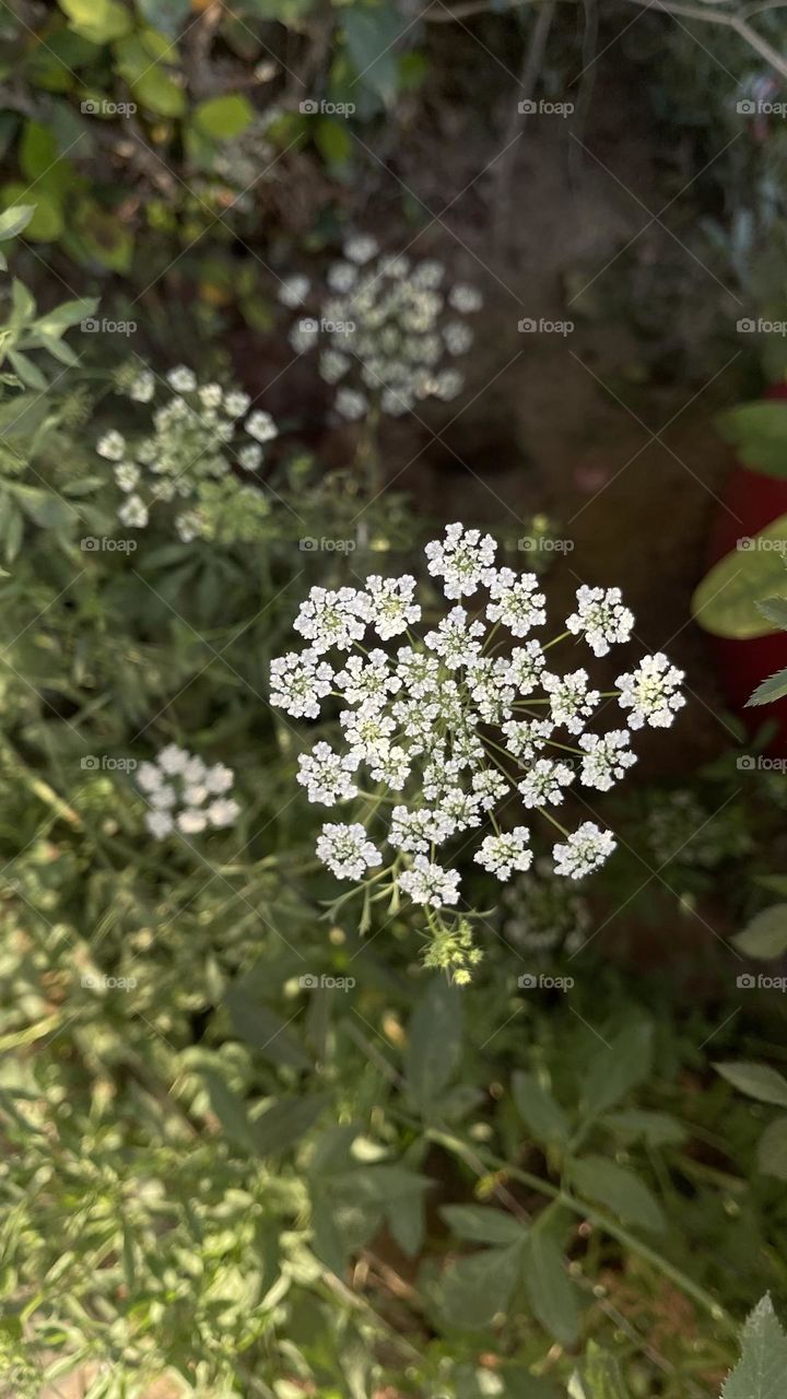 Tiny but charming, elegant, pretty and  ravishing 💕