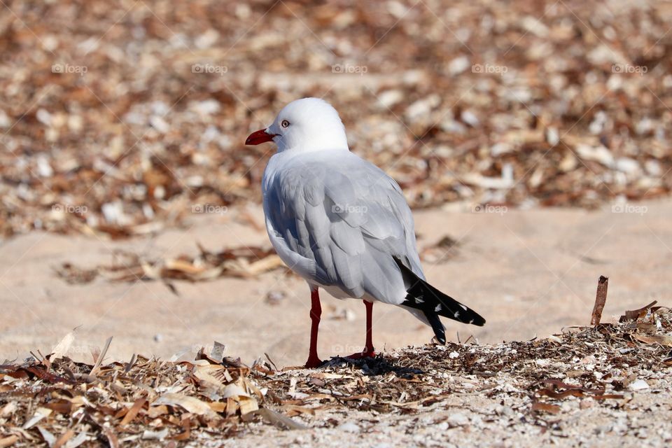 Back view ground level seagull standing in sand at seashore 