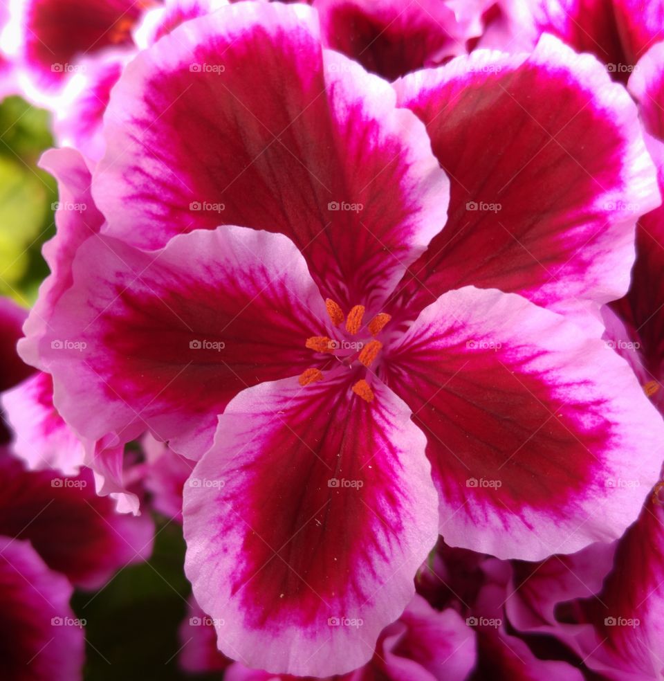 The beauty of flowers