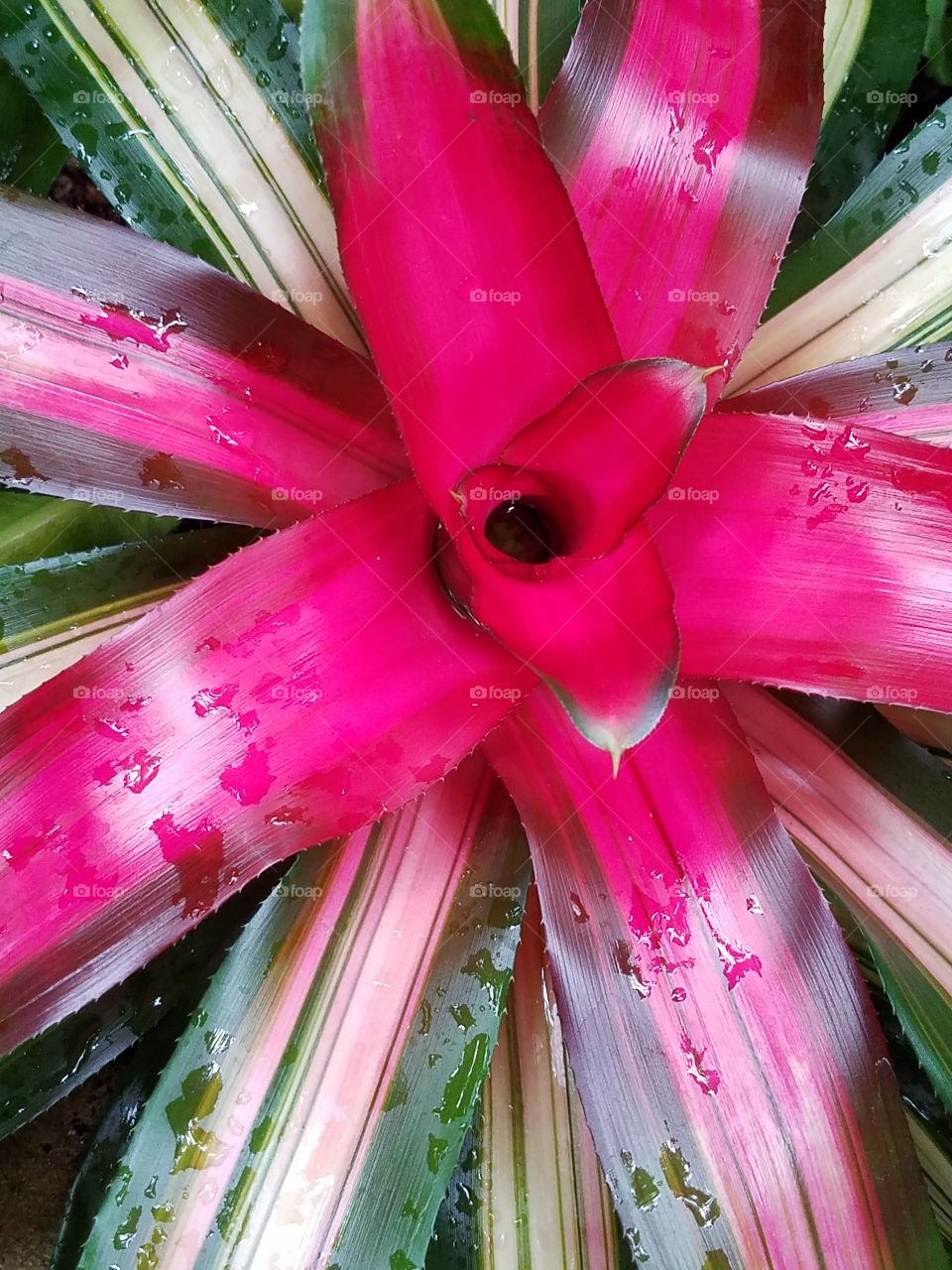 Hot pink plant