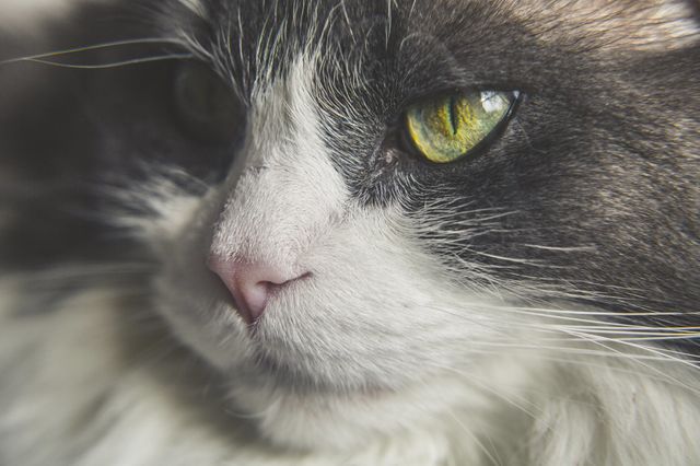 cat fearful eyes