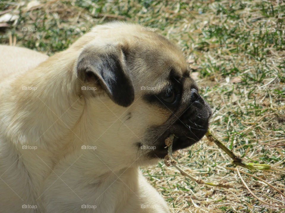 Penny in the garden