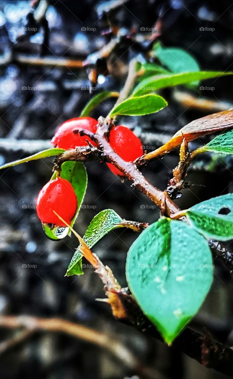 Rosehip with raindrop