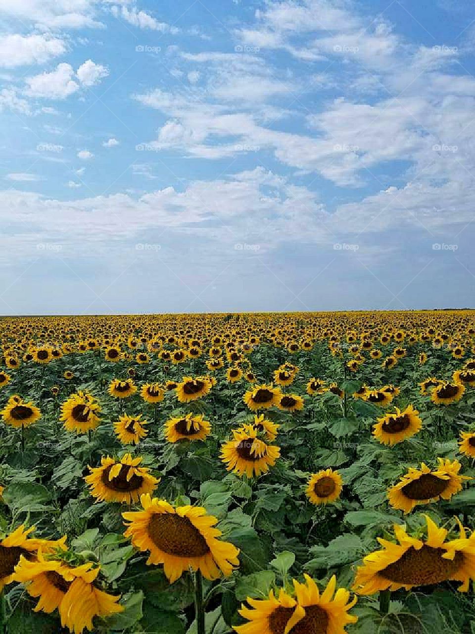 Sunflower field