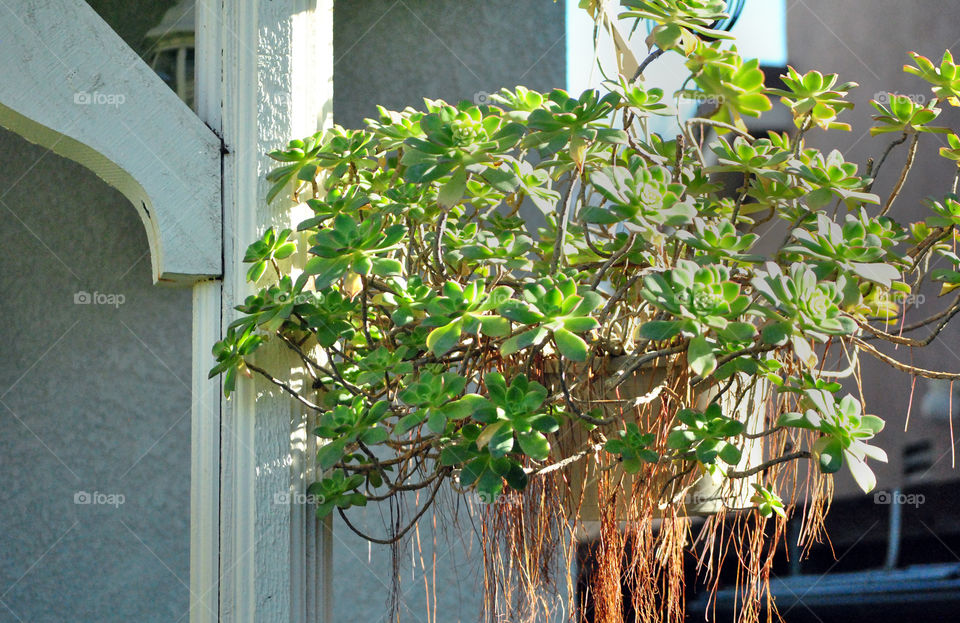 house plants, hanging succulent