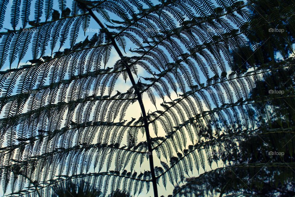 A view of the sky through the branches of a beautiful green fern.  Tropical trees