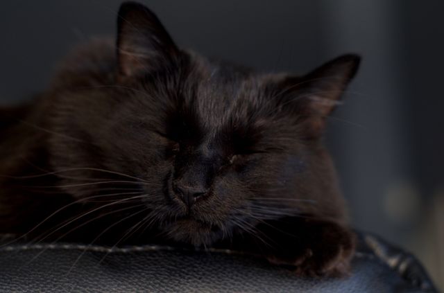 My cat sleeping on the couch arm.