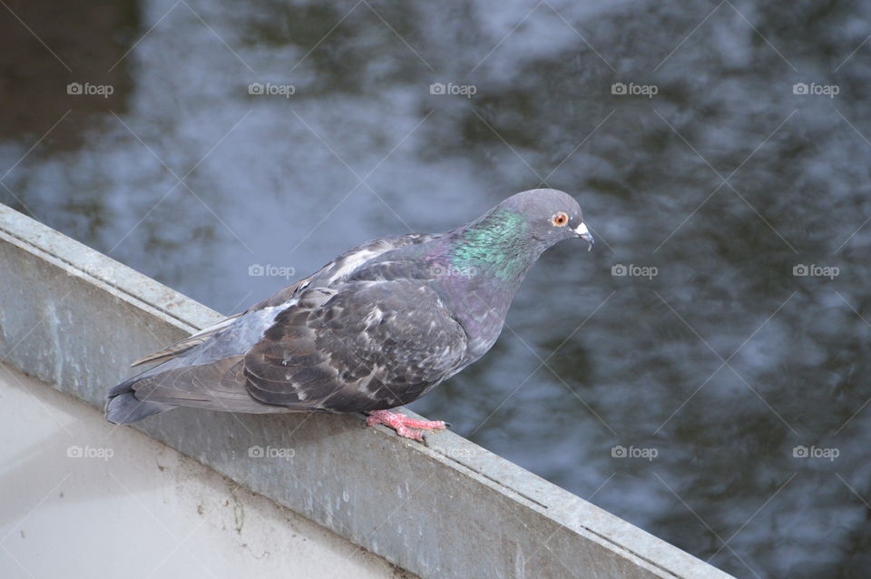 Pigeon Waiting To Leave