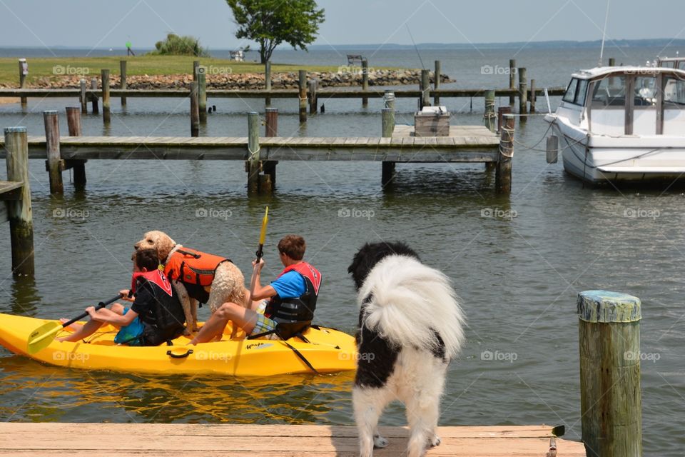 Dog on the dock