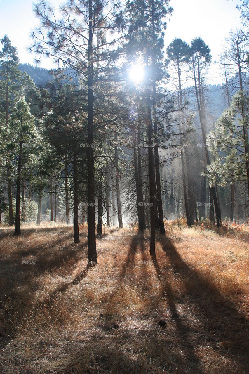 Early morning fog in Yosemite forest