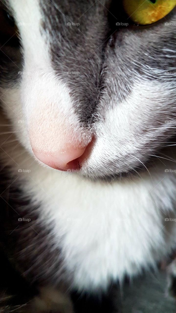 Felix's sweet nose