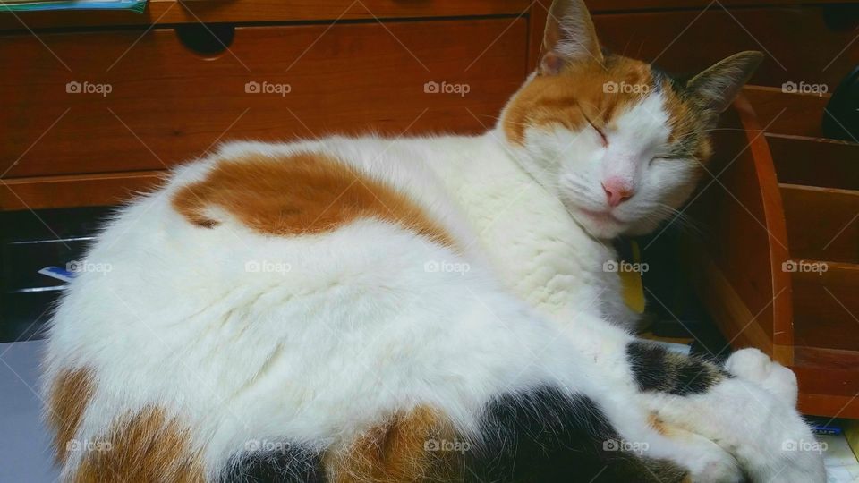CALICO CAT