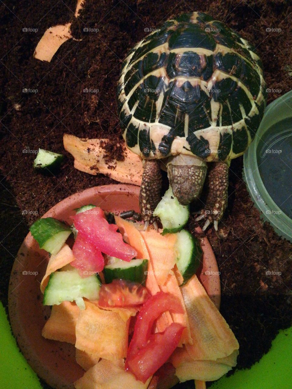 Brutus the turtle