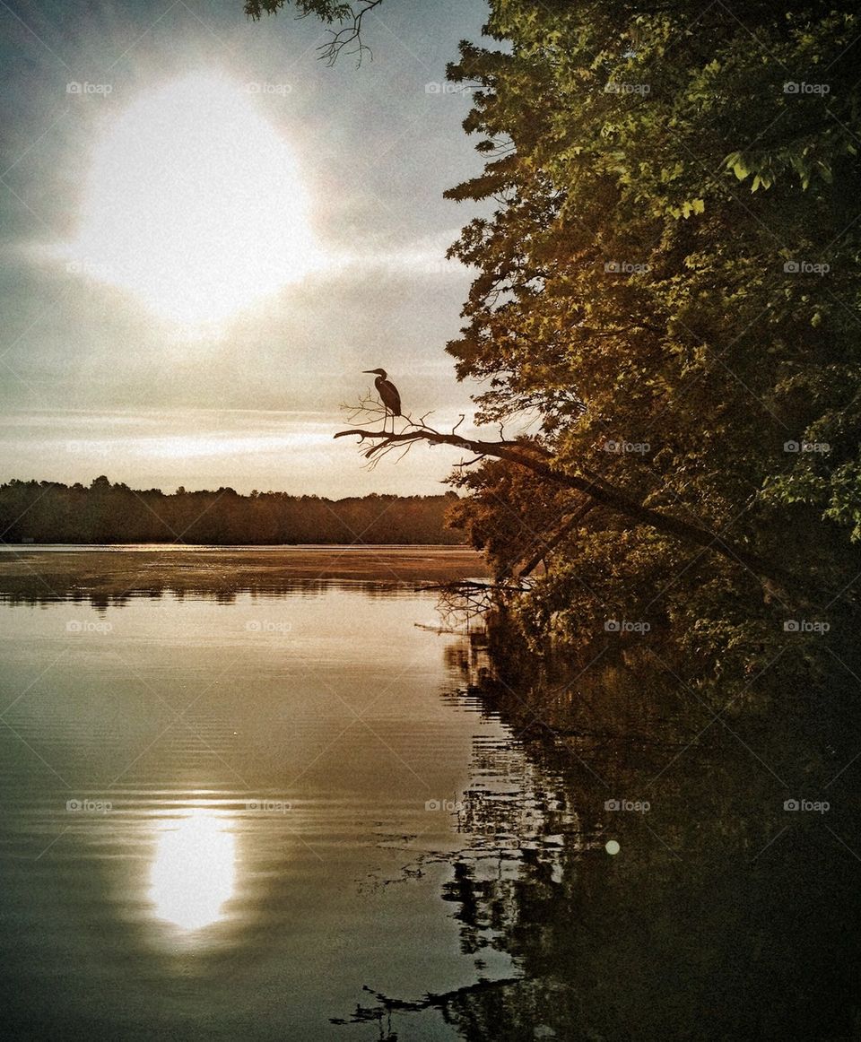 Blue Heron on Lake