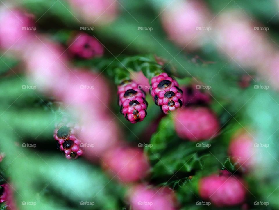 thuja blossom